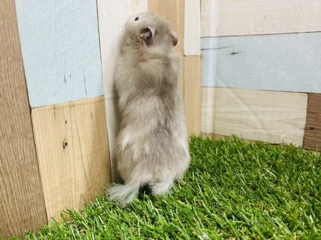 ゴールデンハムスター