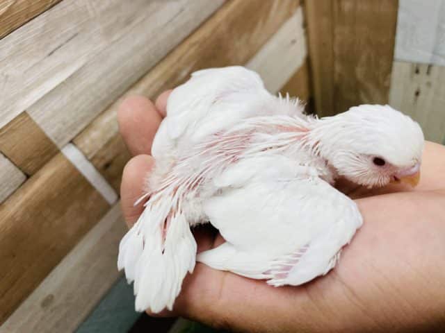 真っ白に赤目の天使なヒナさんです!セキセイインコのアルビノカラー! セキセイインコ