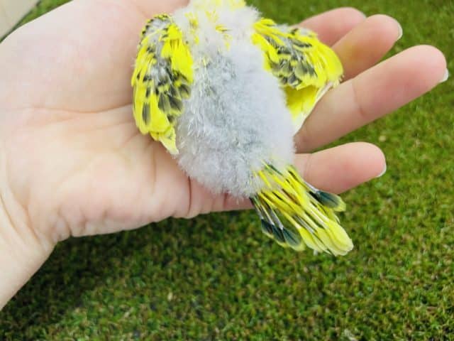 セキセイインコ