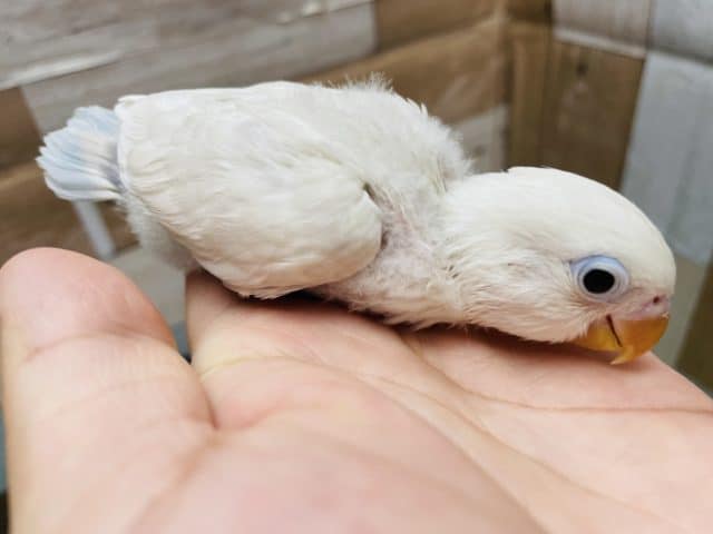 雰囲気がぽわぽわした可愛いコ!シロボタンインコのヒナ! シロボタンインコ