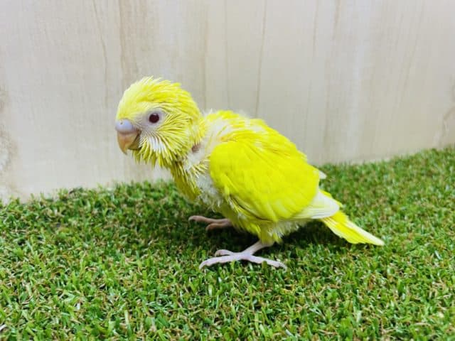 セキセイインコ