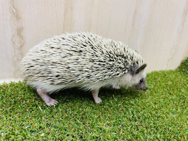 ハリネズミ（ヨツユビハリネズミ）