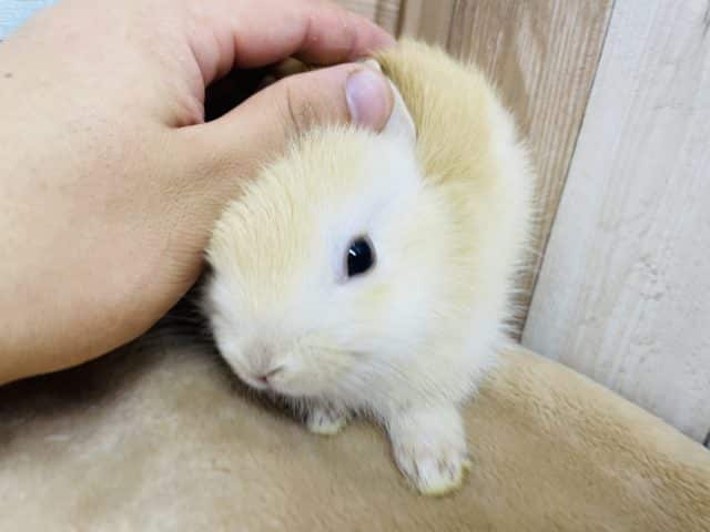 ネザーランドドワーフ