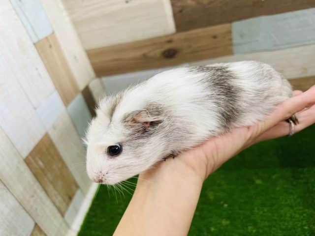 クレステッドモルモット