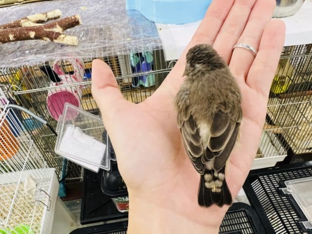 錦花鳥（キンカチョウ）