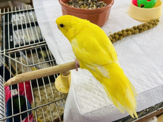 サザナミインコ