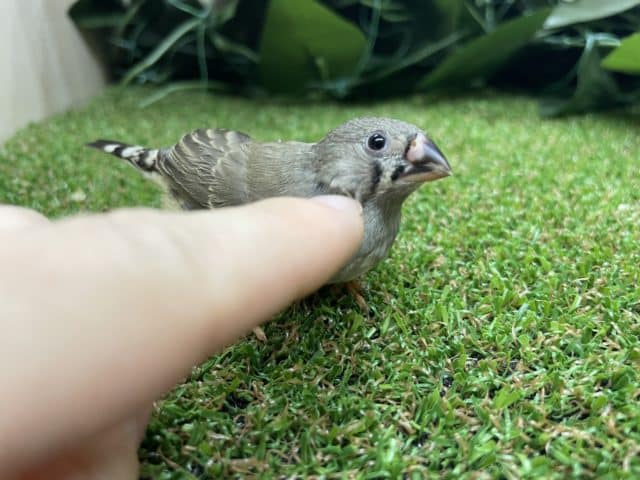 錦花鳥（キンカチョウ）