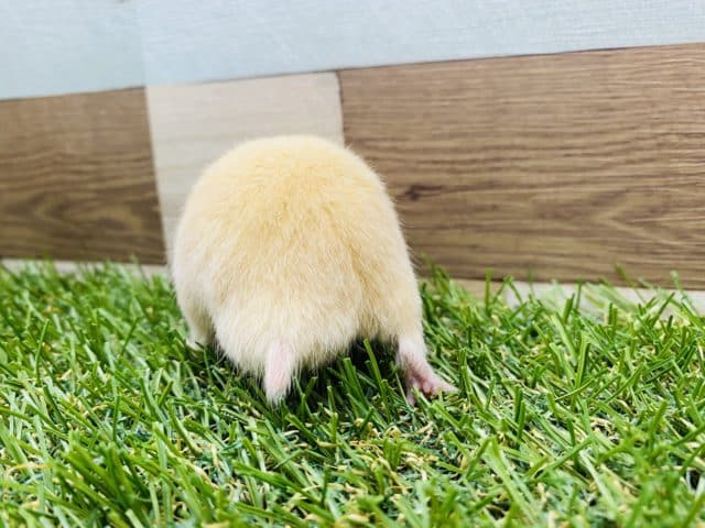 ゴールデンハムスター