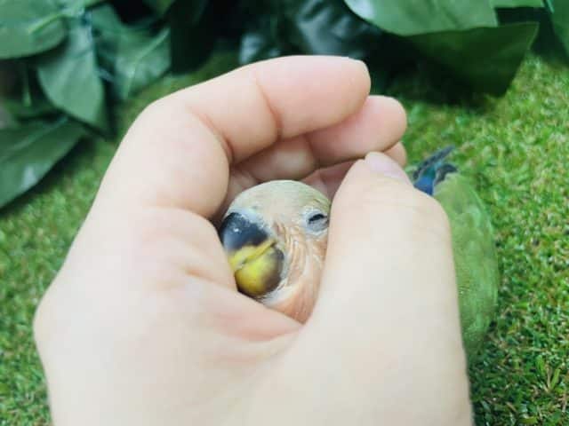 コザクラインコ（小桜インコ）