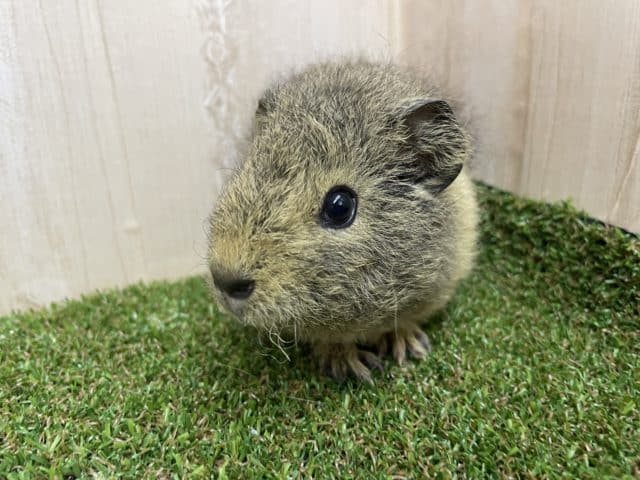 テディモルモット