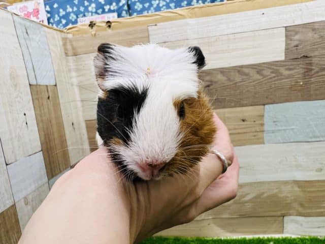 クレステッドモルモット