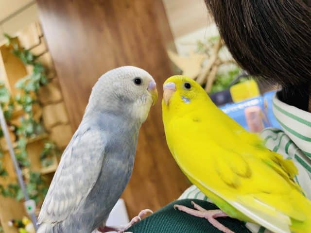 セキセイインコ