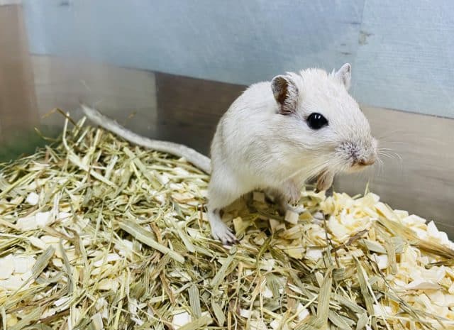 カラージャービル（スナネズミ）