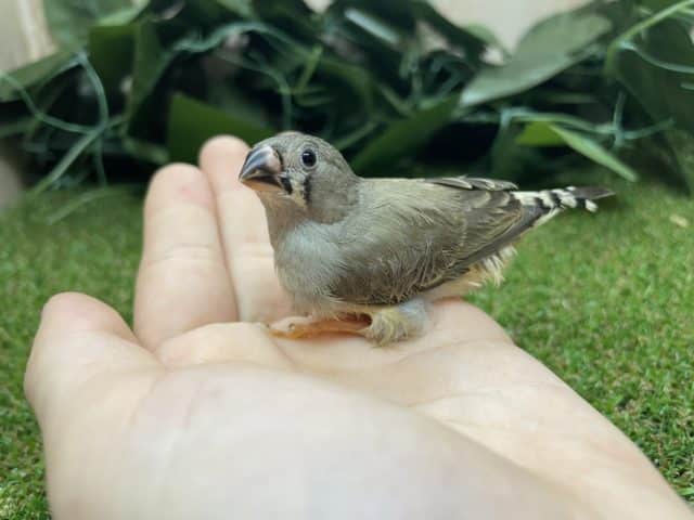 錦花鳥（キンカチョウ）