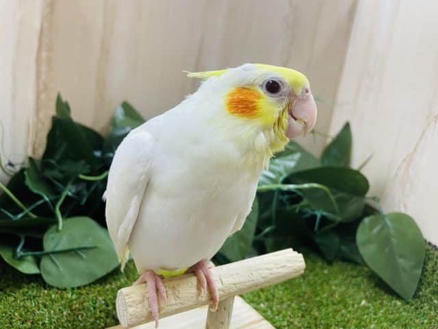 オカメインコ