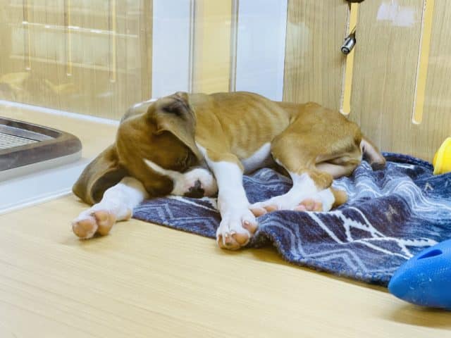 初入舎の構ってよボーイ♥ボクサーくん! ボクサー