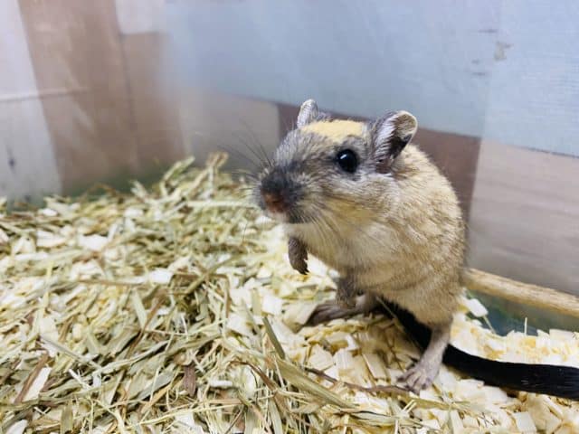 カラージャービル（スナネズミ）