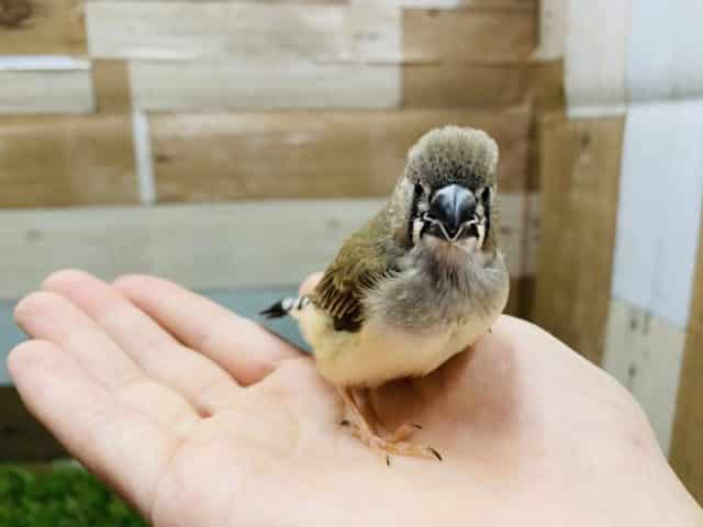 錦花鳥（キンカチョウ）