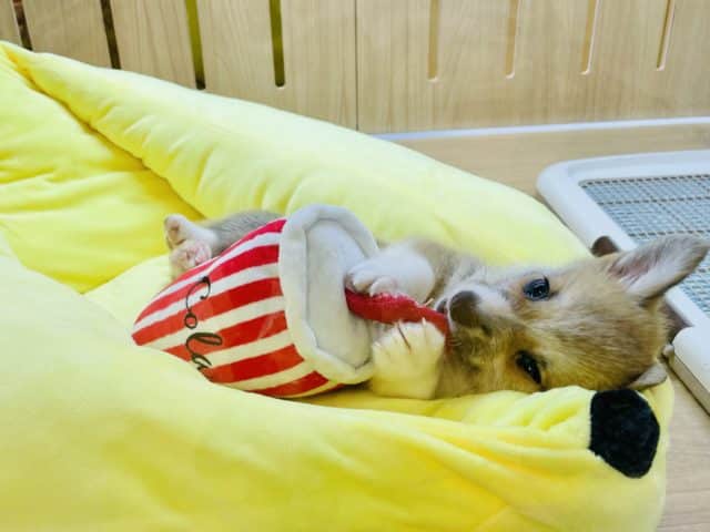 ウェルシュコーギー・ペンブローグ