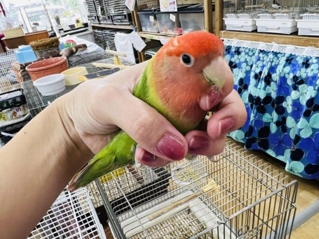 コザクラインコ（小桜インコ）