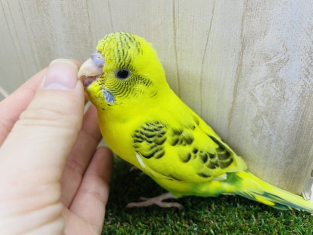 セキセイインコ