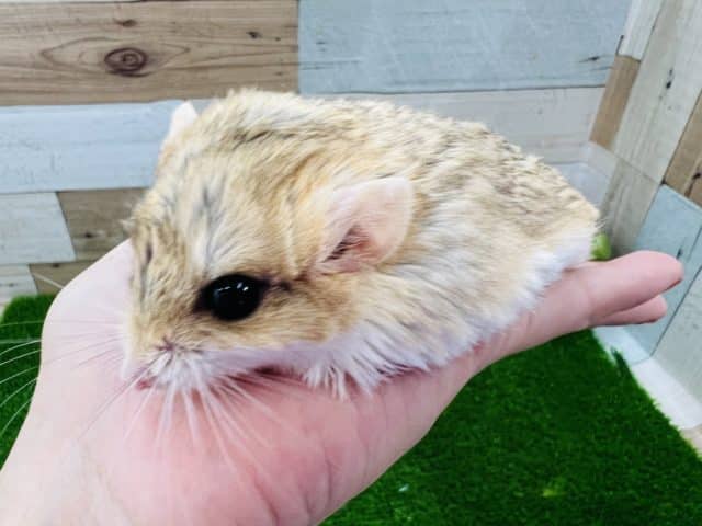 マカロニマウス（ファットテールジャービル、オブトアレチネズミ）