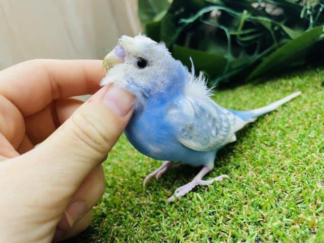 羽衣セキセイインコ