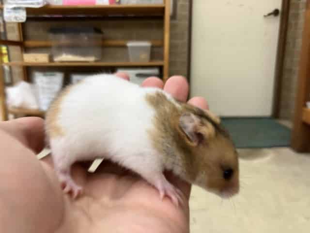 ゴールデンハムスター