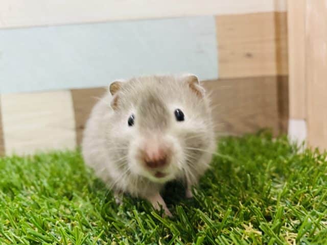 ゴールデンハムスター