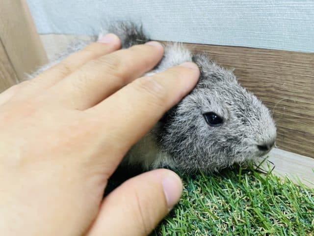 テディモルモット