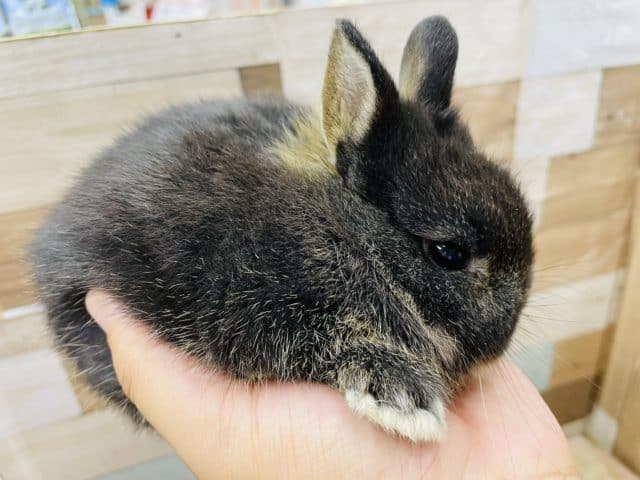 ネザーランドドワーフ