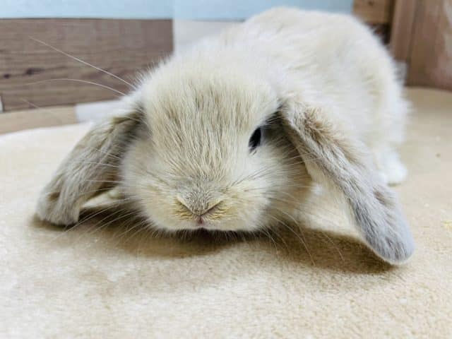 ロップイヤーラビット