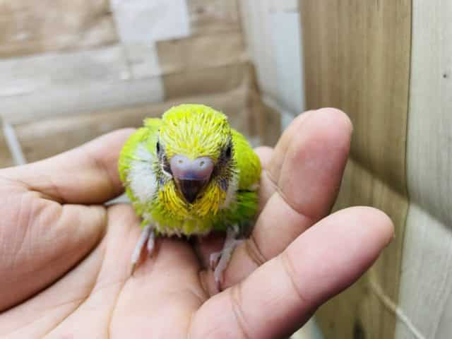 大人しくて落ち着きのあるヒナさん!セキセイインコのスパングルカラー! セキセイインコ