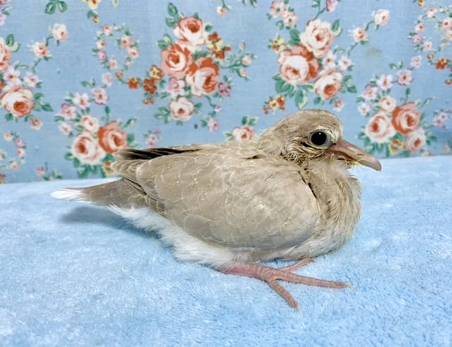 ジュズカケバト