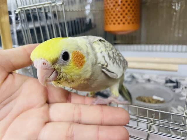 オカメインコ