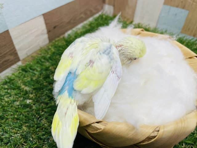イエロー多めな元気っ子!セキセイインコのパステルレインボーパイドカラー! セキセイインコ