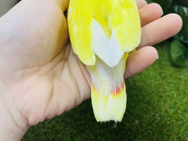 コザクラインコ（小桜インコ）