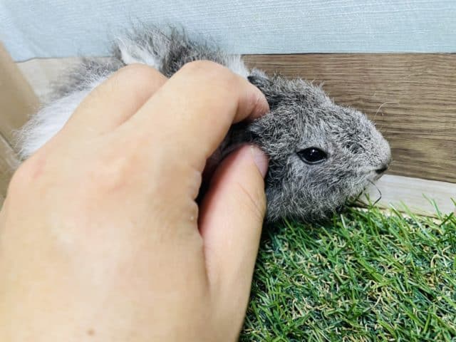 テディモルモット