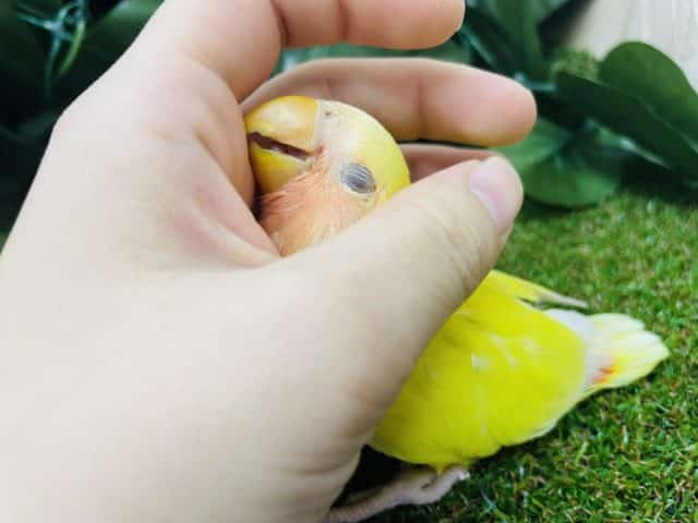 コザクラインコ（小桜インコ）