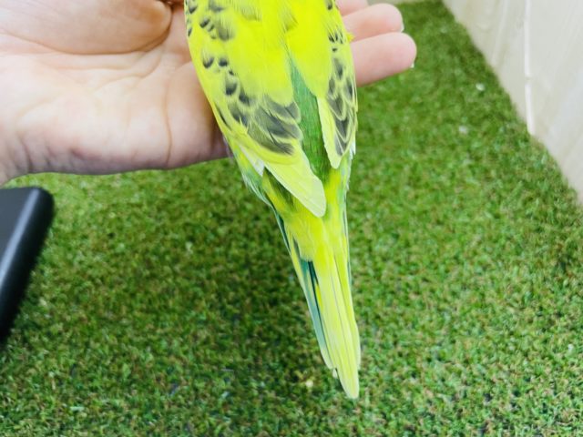 セキセイインコ