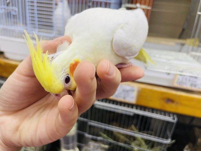 オカメインコ