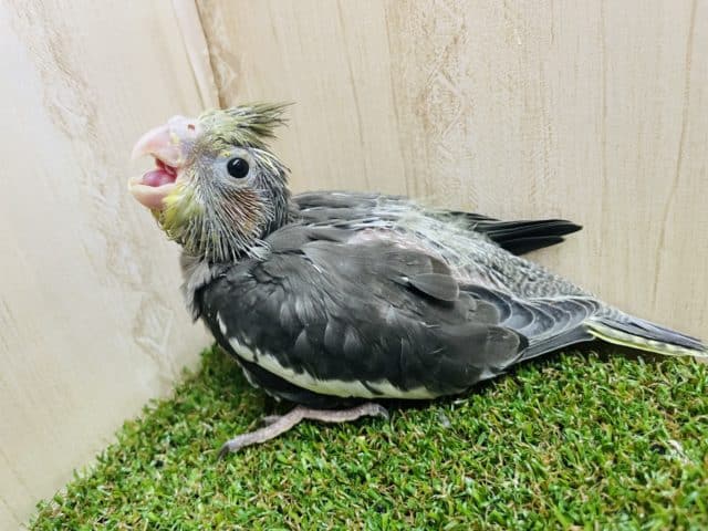オカメインコ