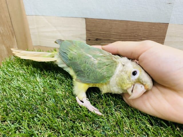 ホオミドリウロコインコ