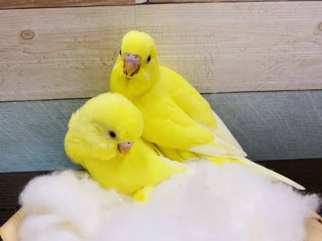 セキセイインコ