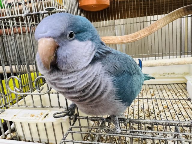 オキナインコ