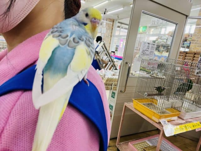 セキセイインコ