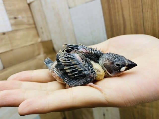 文鳥と言えばの定番人気カラー!桜文鳥のヒナがやって来ました〜 桜文鳥