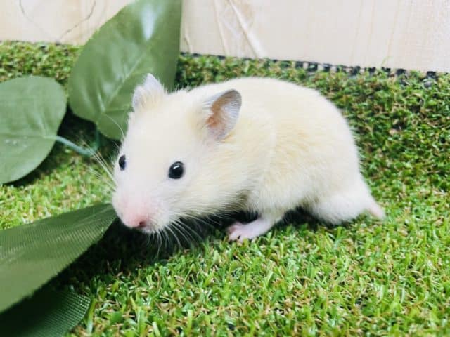 キンクマハムスター