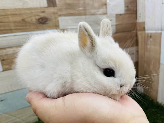 ネザーランドドワーフ