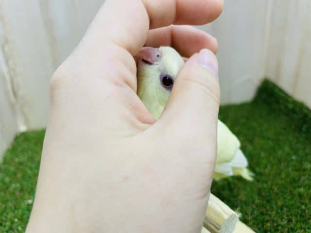 サザナミインコ